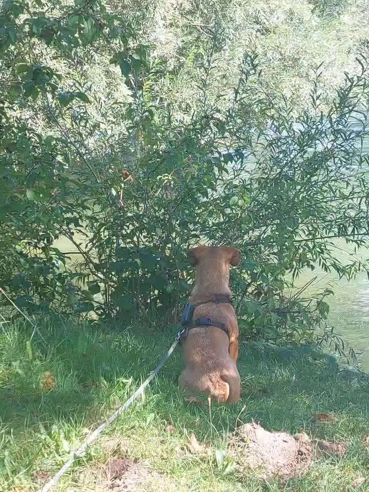 Impulskontrolle Challenge Nr 20: Jagdreiz/Bewegungsreiz aushalten-Beitrag-Bild