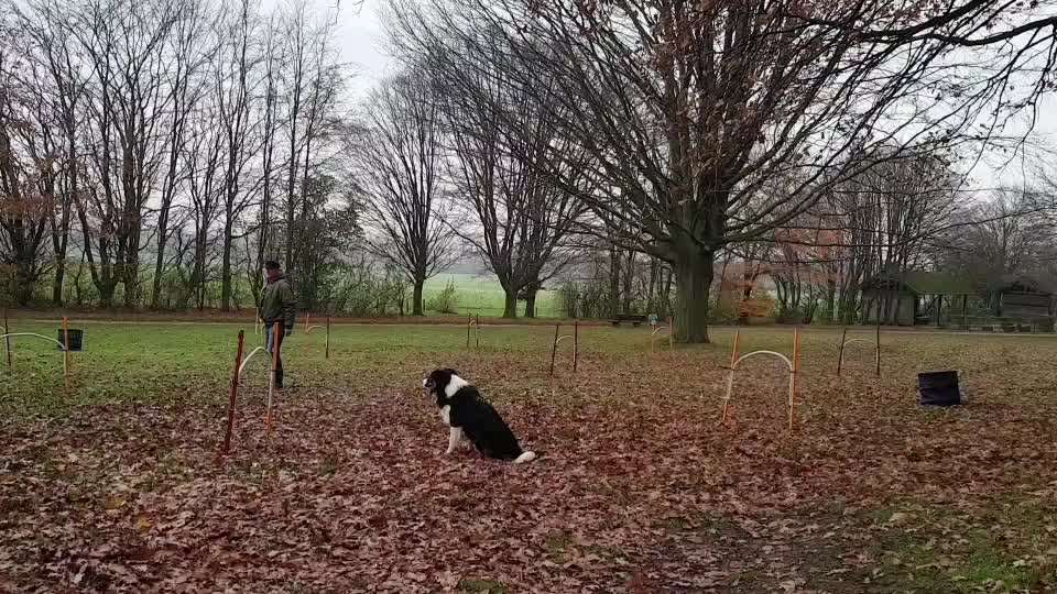 Hoopers-Agility, die "neue" Sportart in Deutschland-Beitrag-Bild