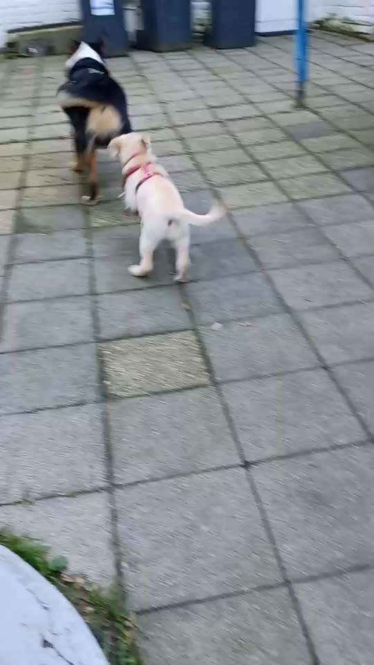 Appenzeller Sennenhunde-Beitrag-Bild