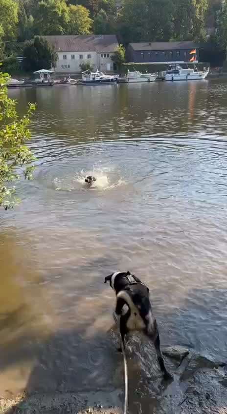 Appenzeller Sennenhunde-Beitrag-Bild
