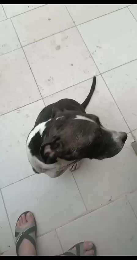 Ein Hündin in der Türkei braucht ein Rat über ihr haut und Fell Zustand-Beitrag-Bild