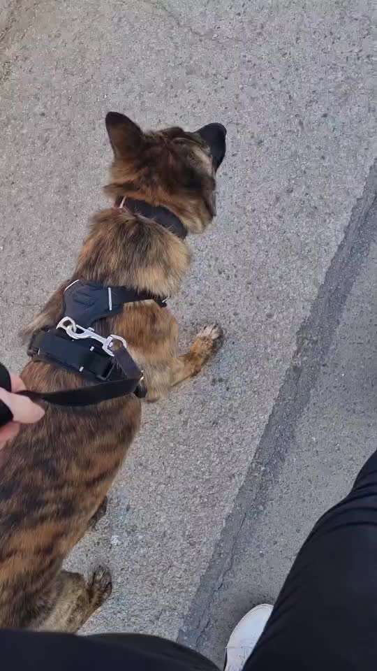 Mali hundebegnungen-Beitrag-Bild