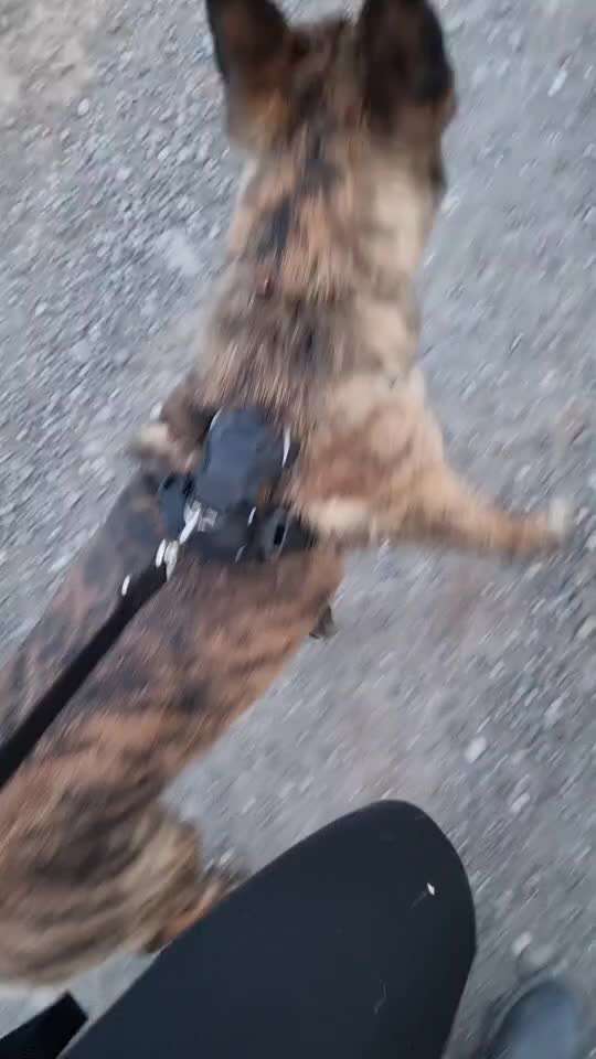 Mali hundebegnungen-Beitrag-Bild