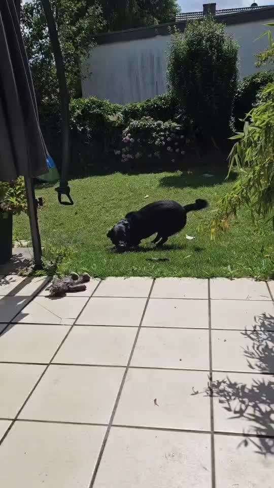 44. Video Challenge - Spielen mit dem Lieblingsspielzeug-Beitrag-Bild