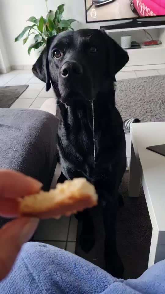 Video Challenge Nr.14 - Bettelnde Hunde-Beitrag-Bild