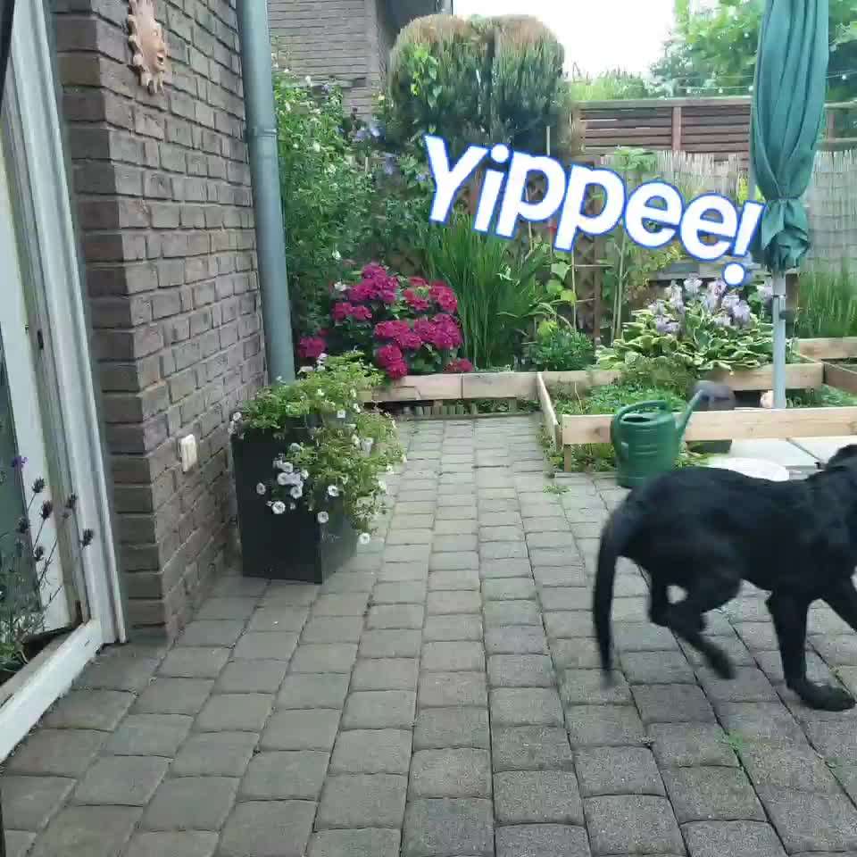 Video-Challange Nr. 9
Der unsinnige Hund-Beitrag-Bild