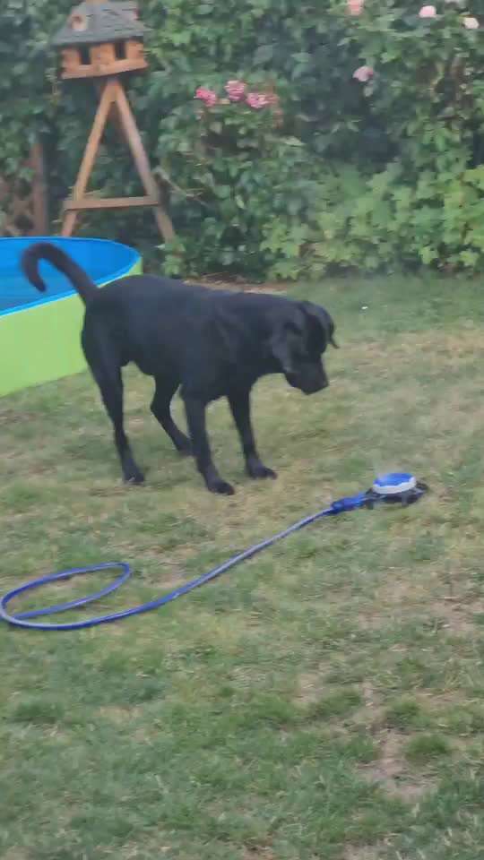 Video Challenge Nr. 12
Ein glücklicher Hund-Beitrag-Bild