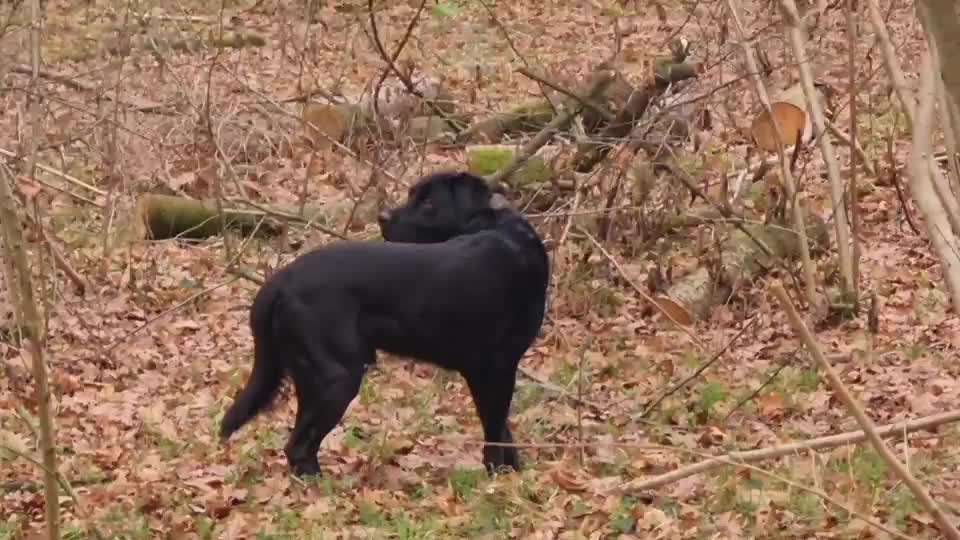 HANDY VIDEO CHALLENGE NR. 30: RÜCKRUF-Beitrag-Bild