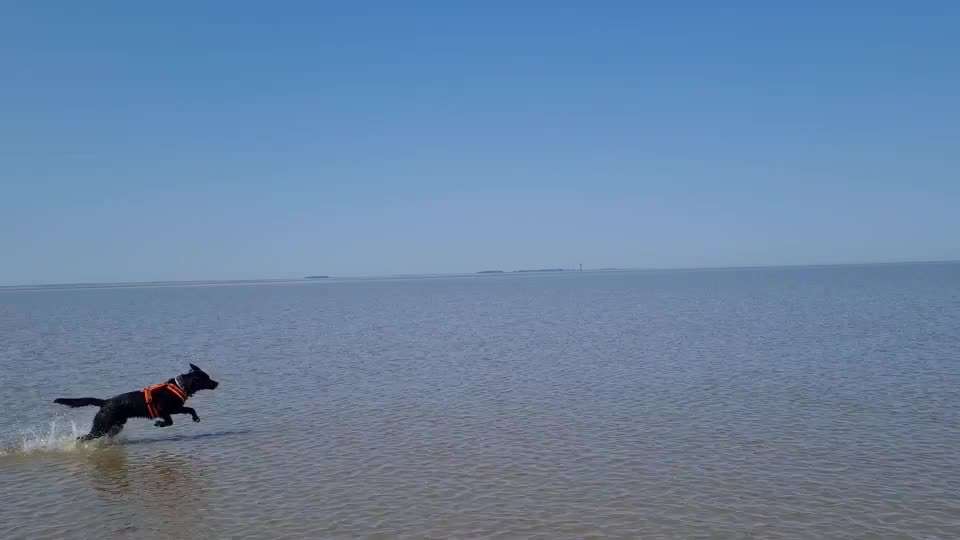 Video Challenge Nr.6
Auf den Spuren der Freiheit🐾🐾-Beitrag-Bild