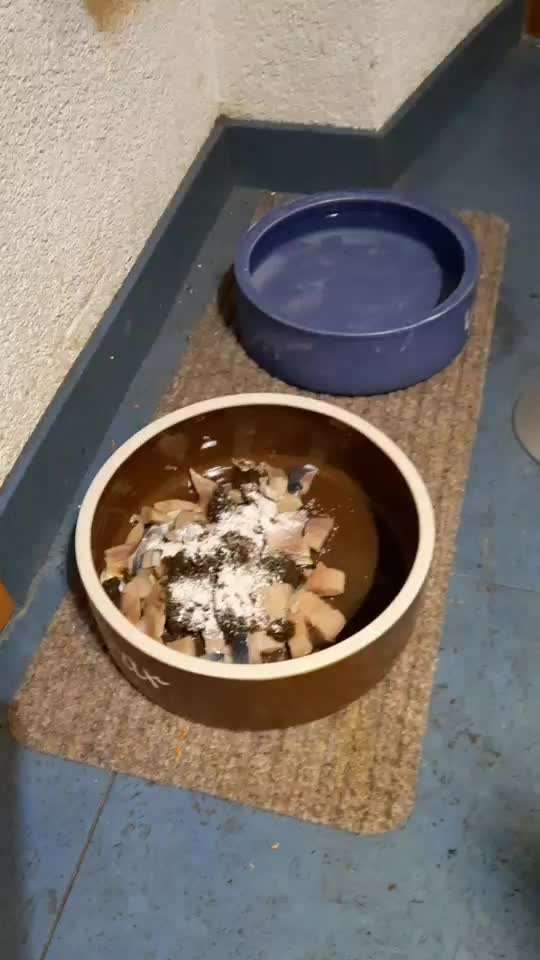 Zeigt her Eure Futternäpfe-Beitrag-Bild