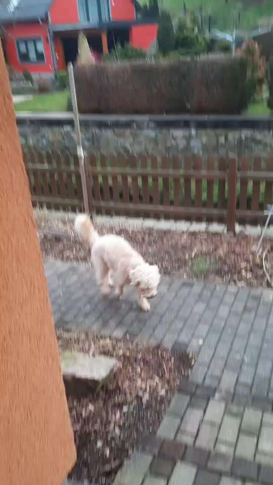 Impulskontrolle Challenge Nr . 6: ohne Befehle-Beitrag-Bild