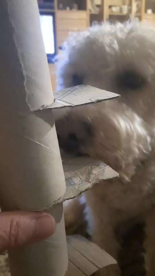 Handy Video Challenge Nr.36 Indoorbespaßung-Beitrag-Bild