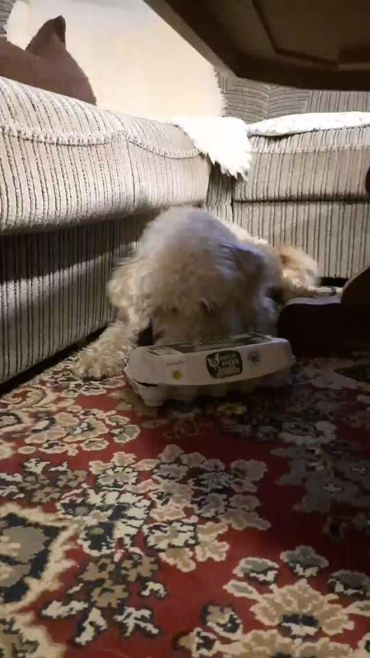 Gespräche zwischen Hund und Halter-Beitrag-Bild