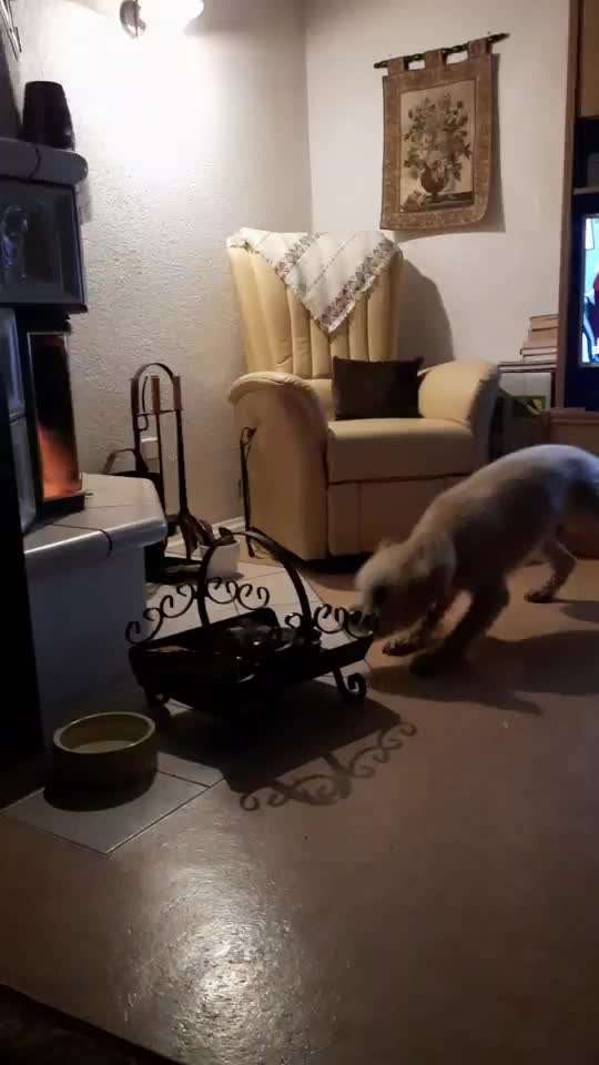 19. Video Challenge  "urkomische Hunde zum Brüllen lustig"-Beitrag-Bild