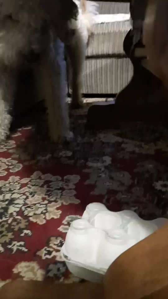 Gespräche zwischen Hund und Halter-Beitrag-Bild