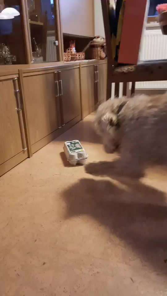 Gespräche zwischen Hund und Halter-Beitrag-Bild