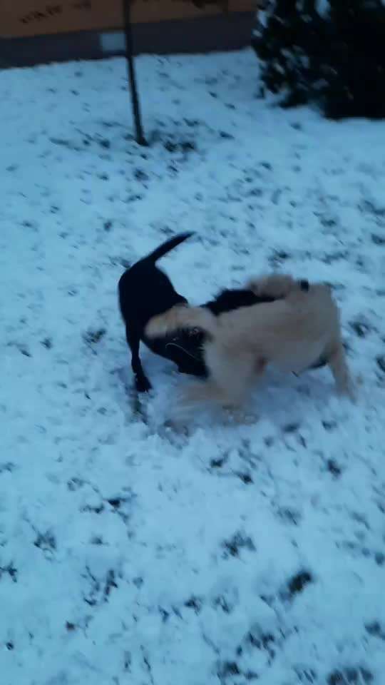 18. Video-Challenge "David gegen Goliath"-Beitrag-Bild