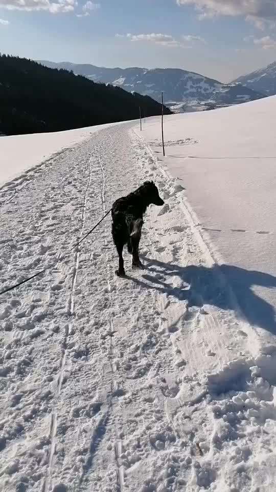 Hundeschuhe-Beitrag-Bild