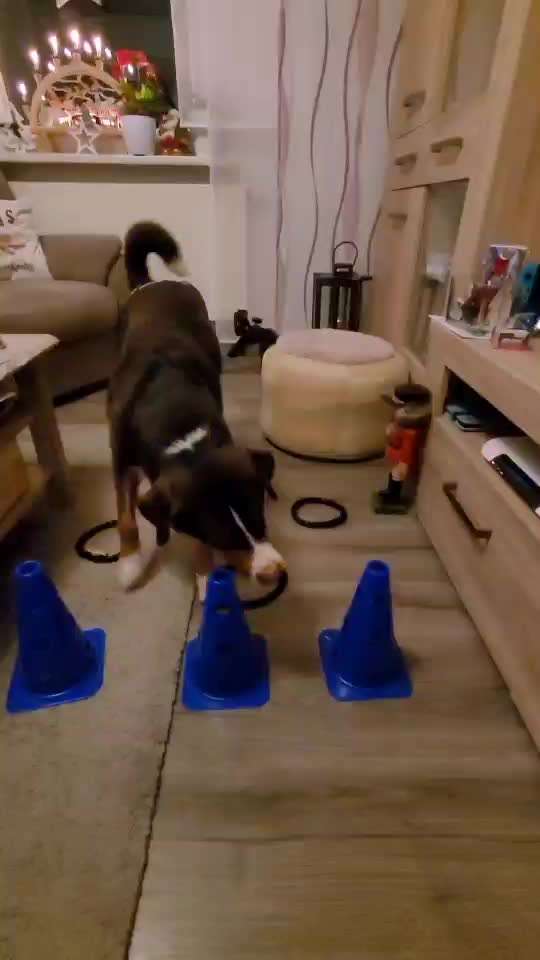 aktuelles Foto Gruppe Schnüffel & Kopfarbeit Ideen