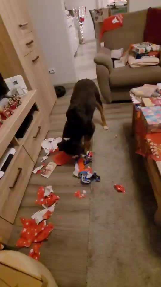 aktuelles Foto Gruppe Sennenhunde (Berner, Appenzeller, Grosser Schweizer, Entlebucher)