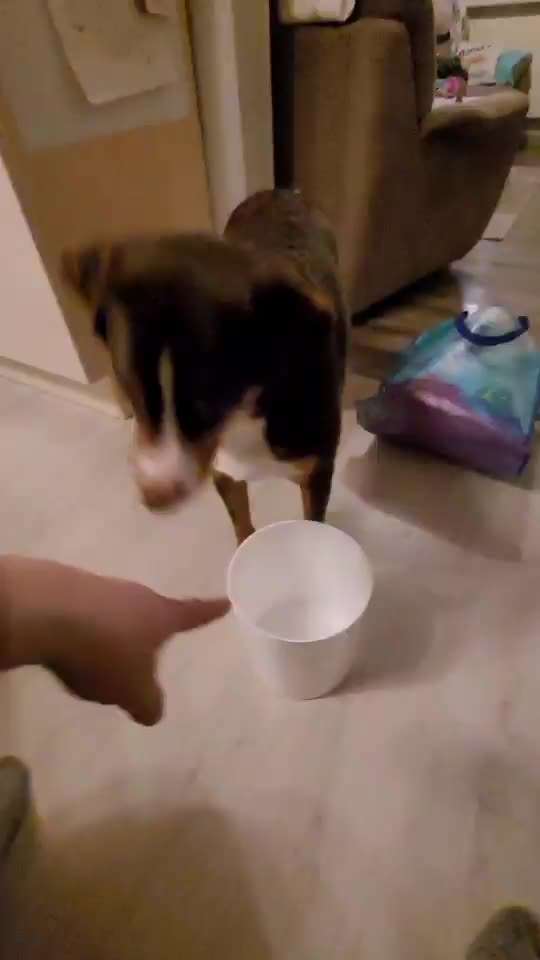 Trickchallenge Nr. 85   ,,Schau rein,,-Beitrag-Bild