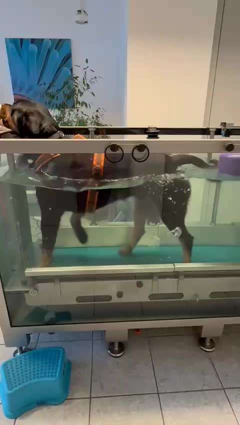 Gangbild/-analyse-Beitrag-Bild