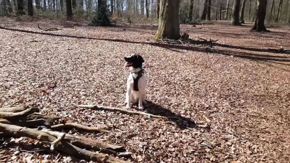 HANDY VIDEO CHALLENGE NR. 35:  Schnüffel/Suchspiele-Beitrag-Bild