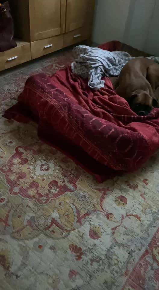 Wie lange brauch eine Prellung bei Hunden bis sie heilt?-Beitrag-Bild