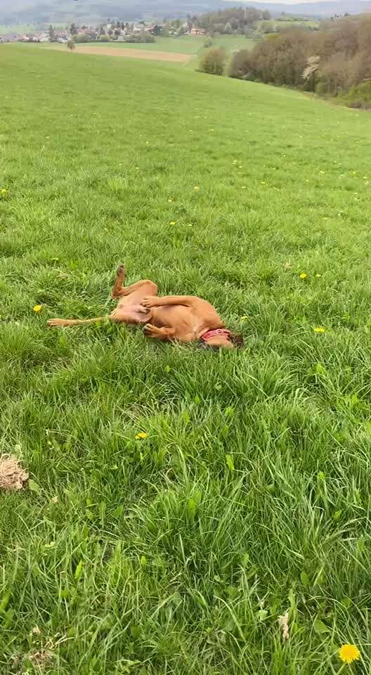 Wie lange brauch eine Prellung bei Hunden bis sie heilt?-Beitrag-Bild