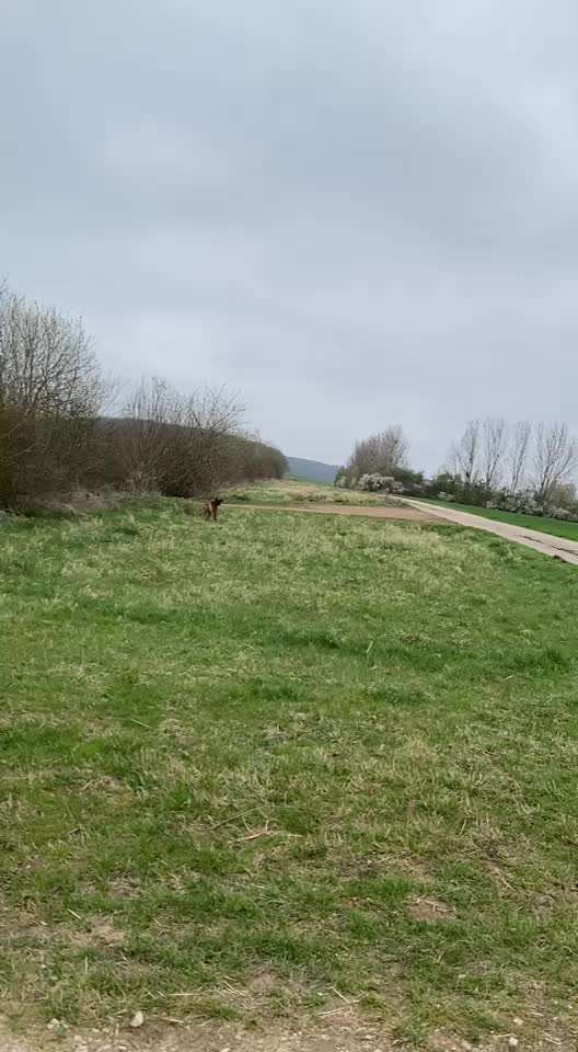 Wie lange brauch eine Prellung bei Hunden bis sie heilt?-Beitrag-Bild
