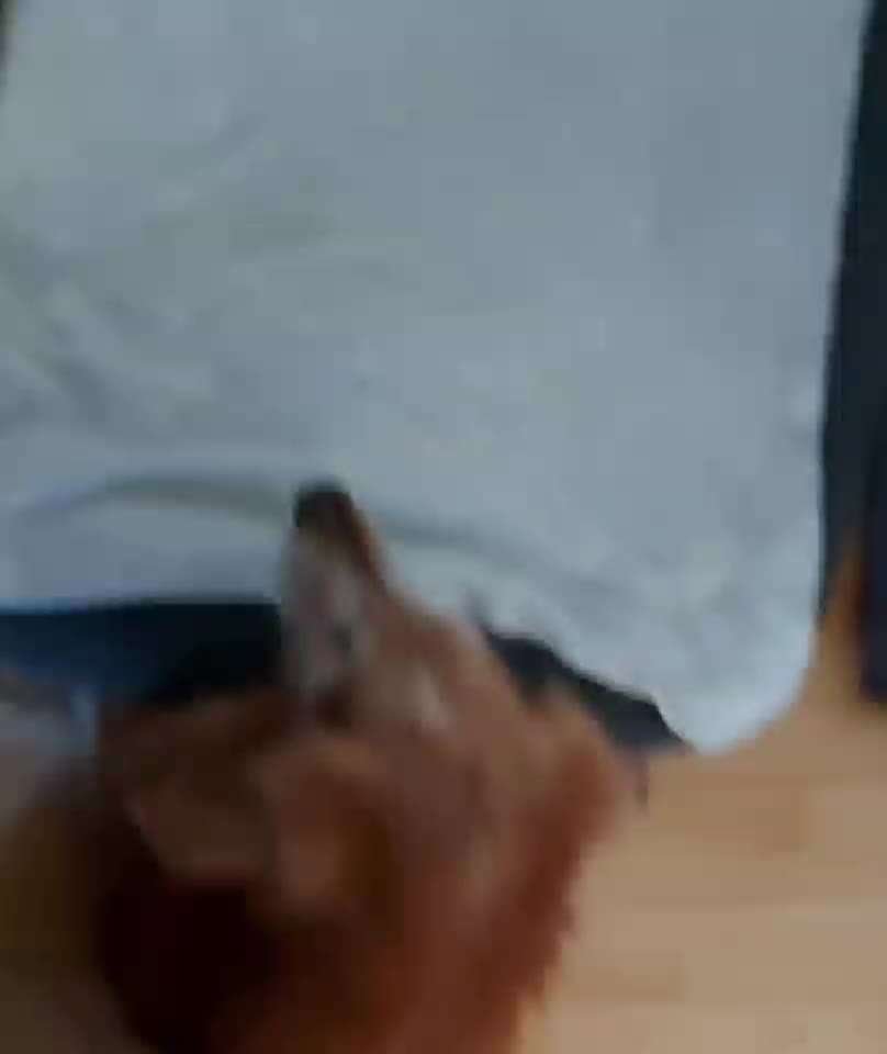 Erfahrung mit älteren Hunden-Beitrag-Bild