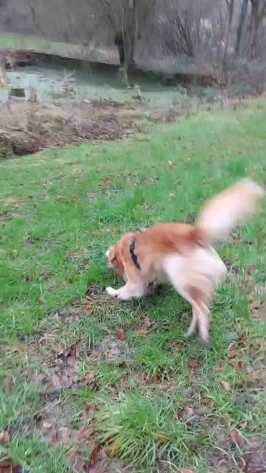 Wieviel Geschirre und Leinen habt Ihr?-Beitrag-Bild