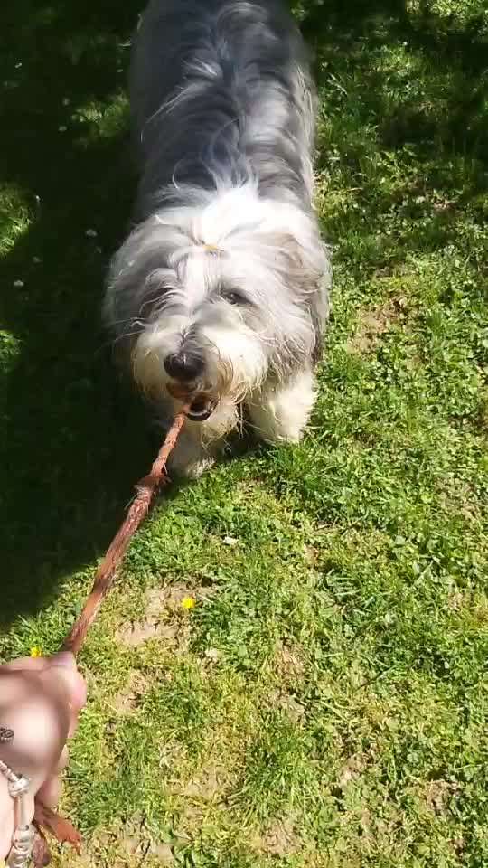 42. Handy Video Challenge-Beitrag-Bild