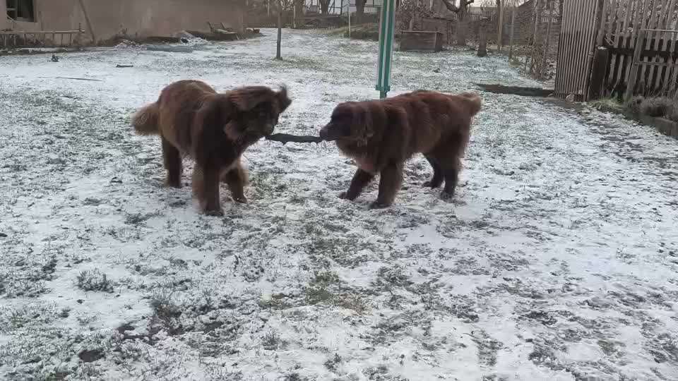 Neufundländer Freunde!-Beitrag-Bild