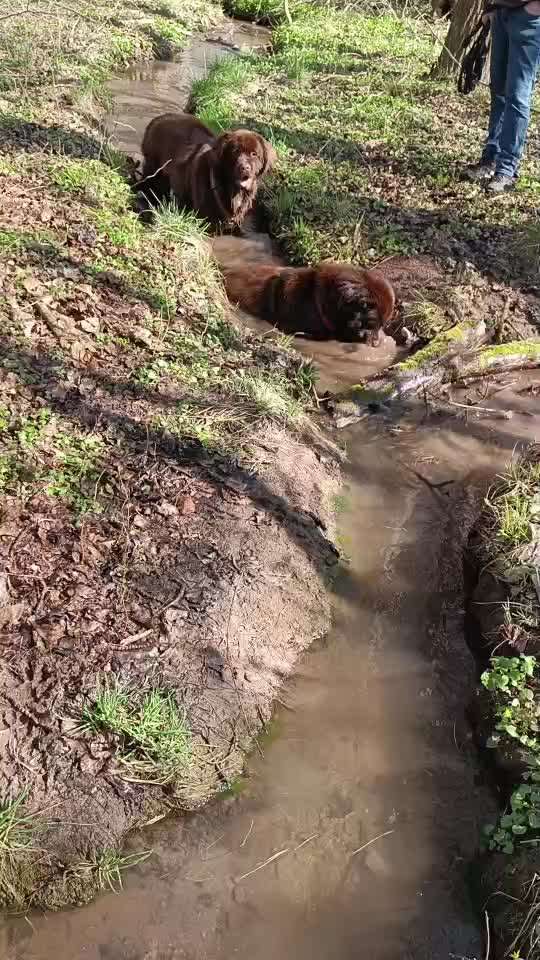 Neufundländer Freunde!-Beitrag-Bild