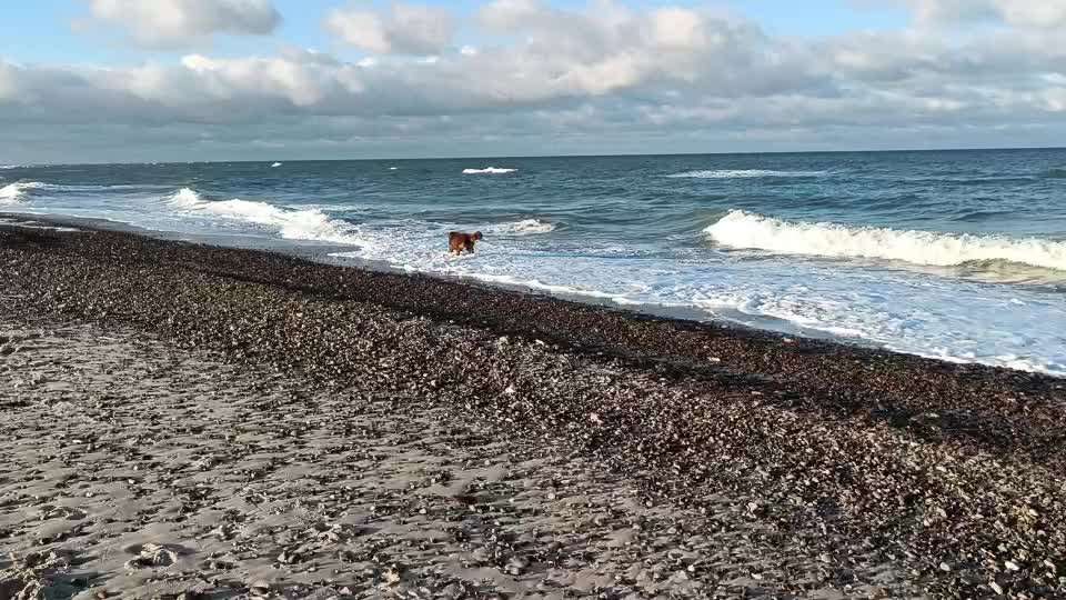 Neufundländer Freunde!-Beitrag-Bild