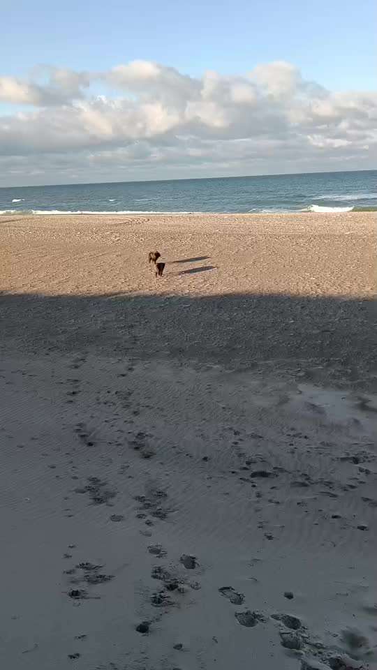 Neufundländer Freunde!-Beitrag-Bild