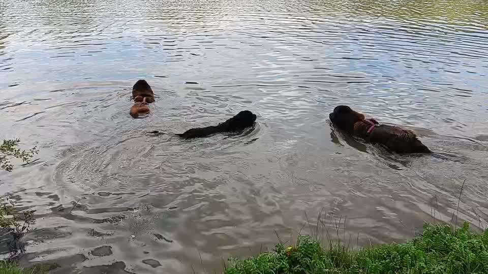 Neufundländer Freunde!-Beitrag-Bild