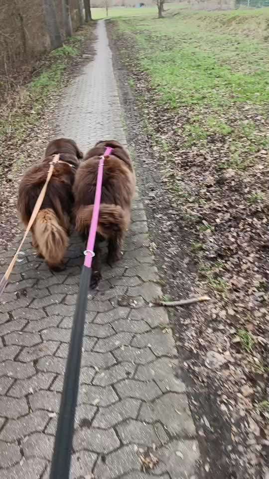 Neufundländer Freunde!-Beitrag-Bild