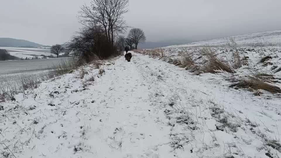 Neufundländer Freunde!-Beitrag-Bild