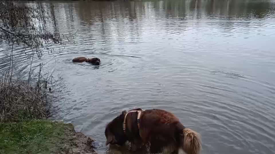 Neufundländer Freunde!-Beitrag-Bild