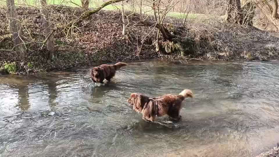 Neufundländer Freunde!-Beitrag-Bild