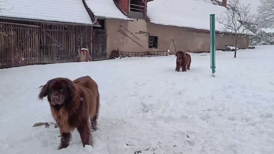 Neufundländer Freunde!-Beitrag-Bild