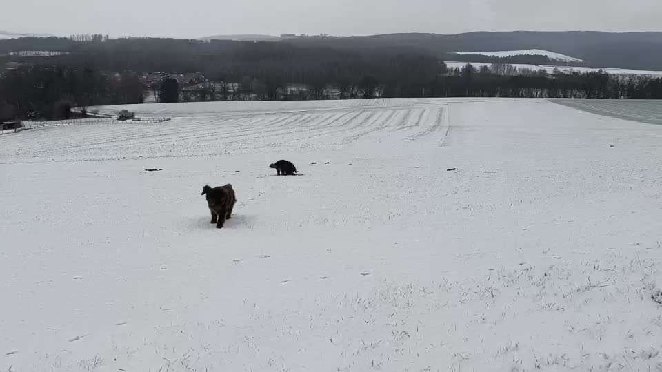Neufundländer Freunde!-Beitrag-Bild
