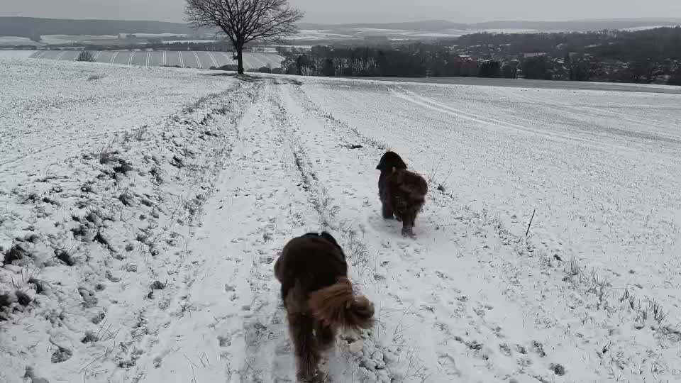Neufundländer Freunde!-Beitrag-Bild