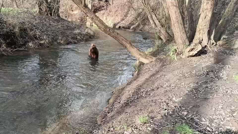 Neufundländer Freunde!-Beitrag-Bild