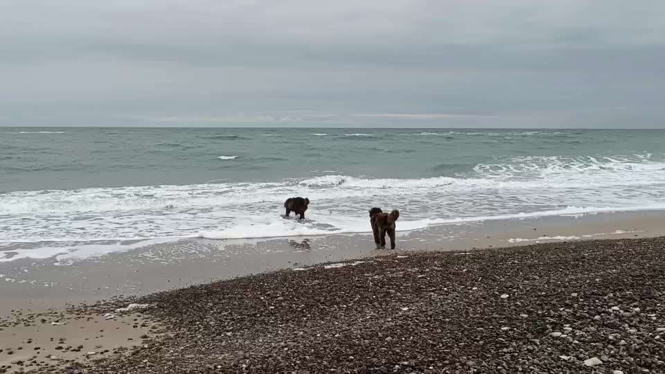 Neufundländer Freunde!-Beitrag-Bild