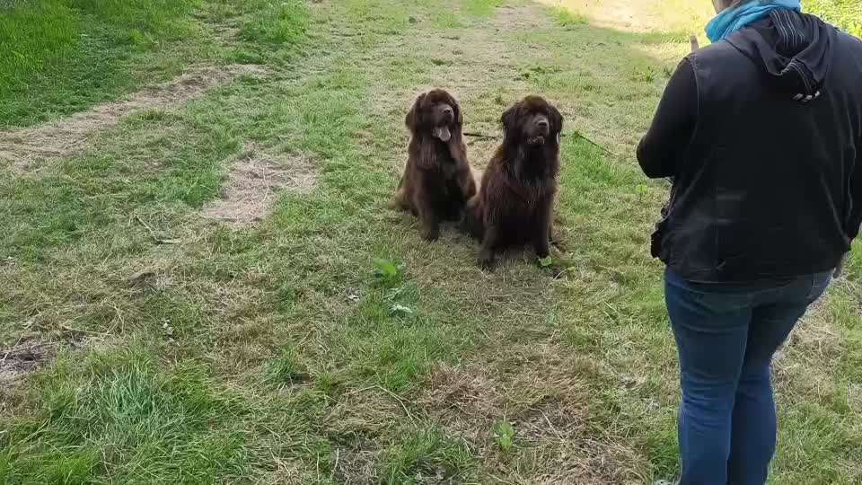 Neufundländer Freunde!-Beitrag-Bild