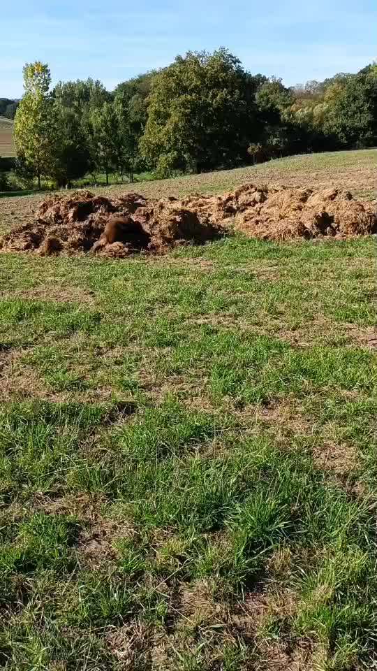 Fotosammlung: ,,Der natürliche Hund" Unbearbeitet, ungestellt und in Natura-Beitrag-Bild