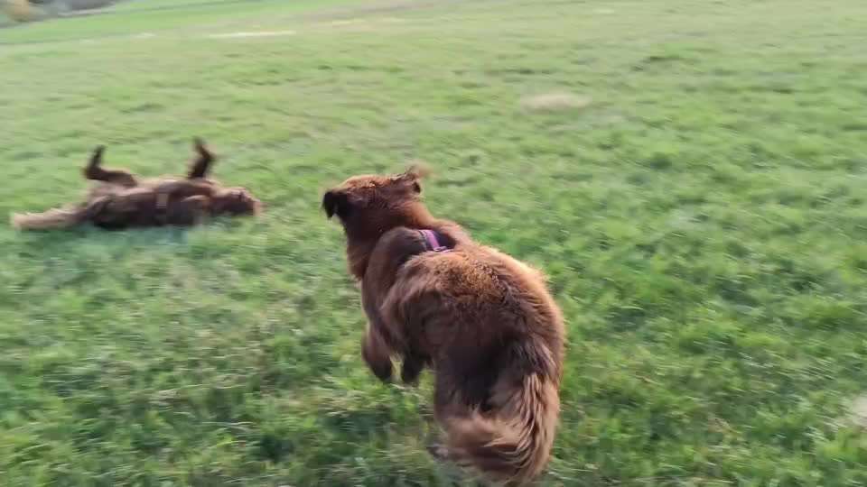 Neufundländer Freunde!-Beitrag-Bild